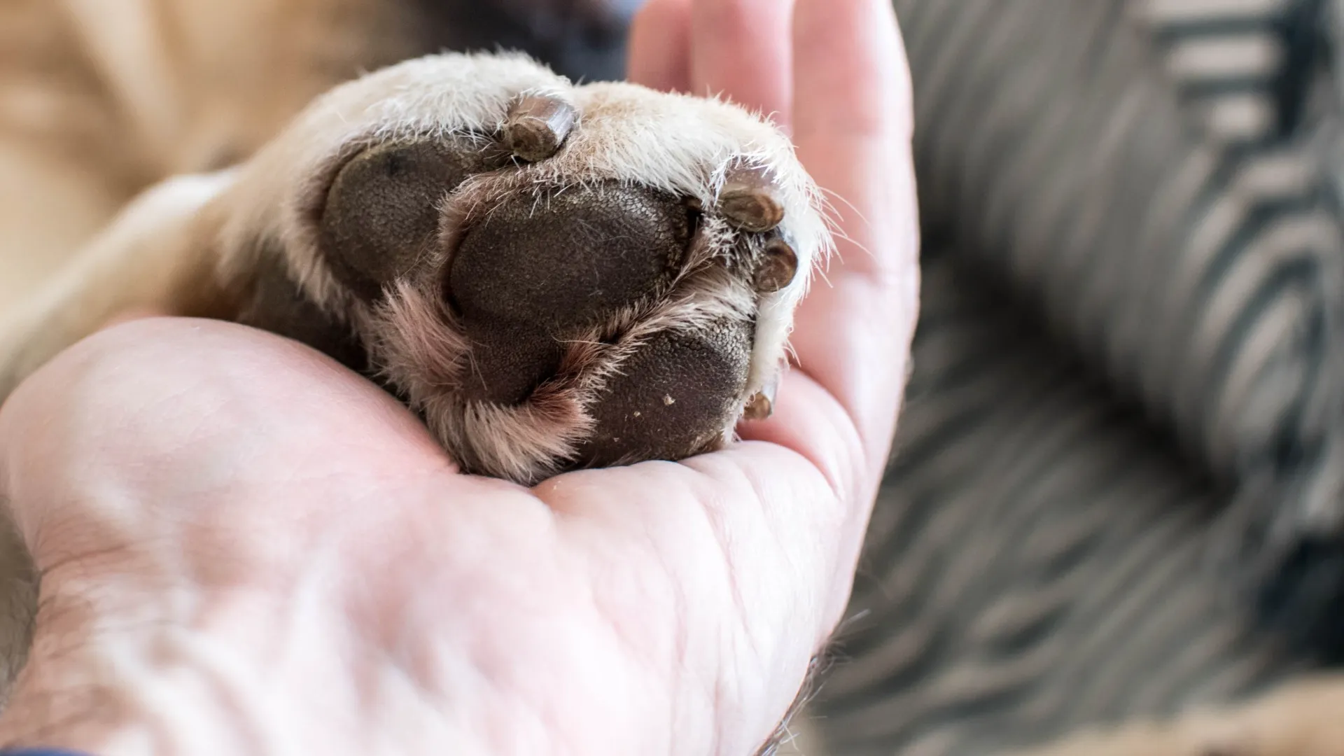 ペットが亡くなったら最初にすべきこと｜ご遺体の処置（エンゼルケア）の手順