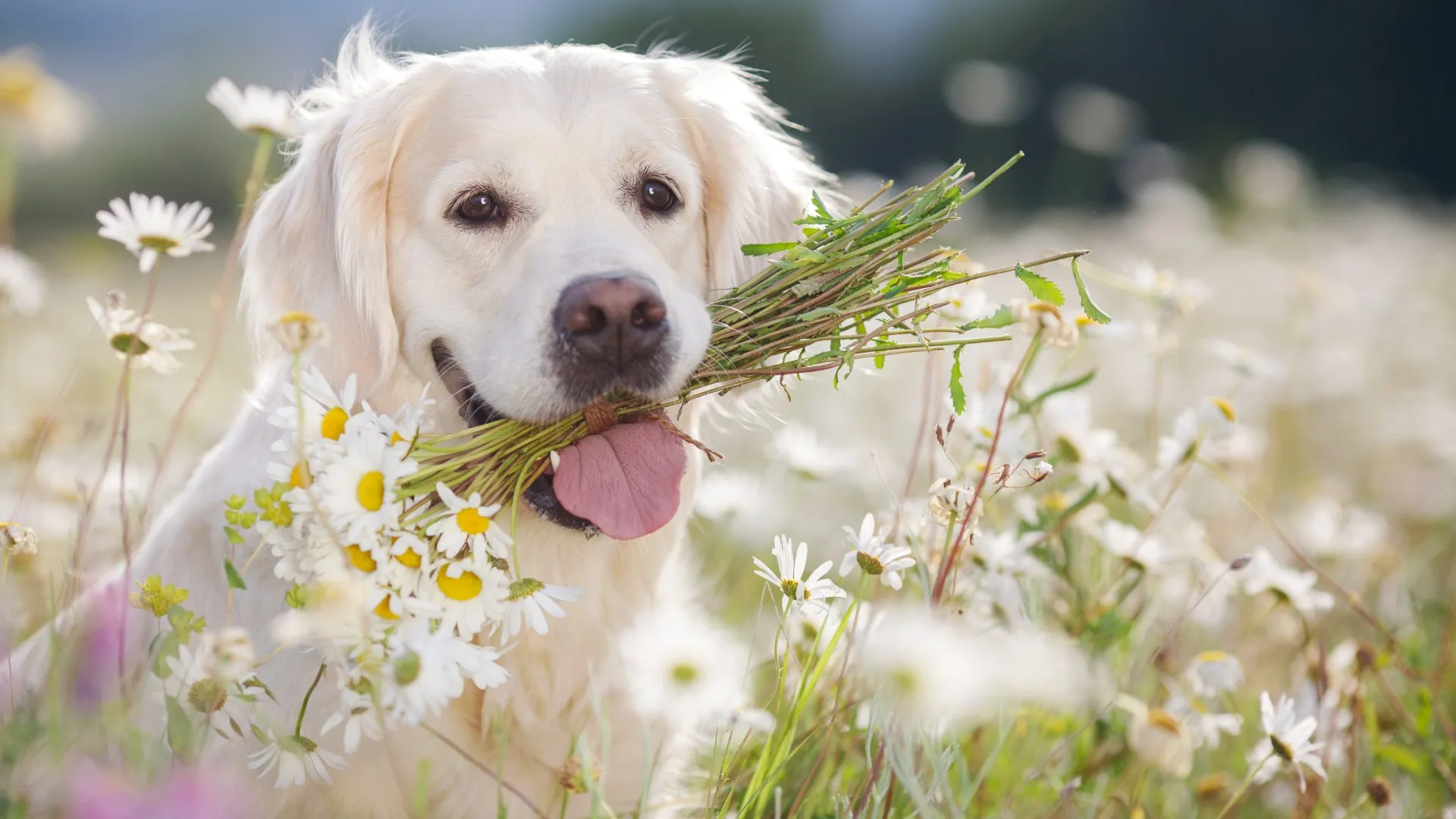 ペットの供養方法はどうする？火葬や埋葬の選択肢と選び方