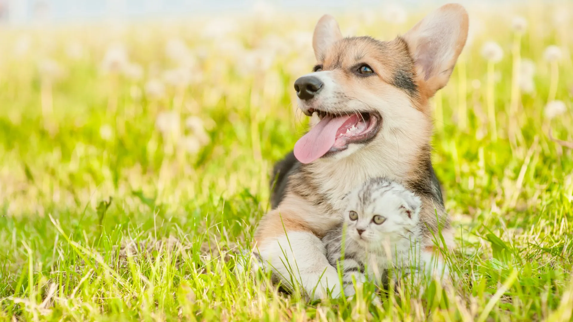 ペット火葬の種類と特徴｜合同・一任個別・立会個別