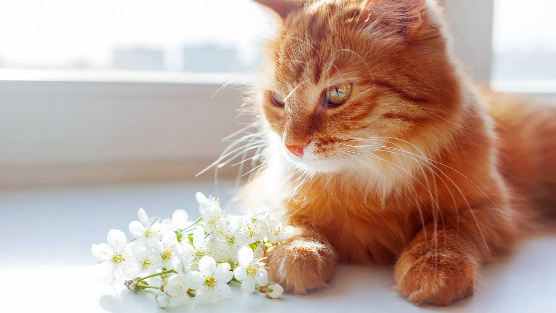 【Q&A】ペットが亡くなったときのよくある疑問